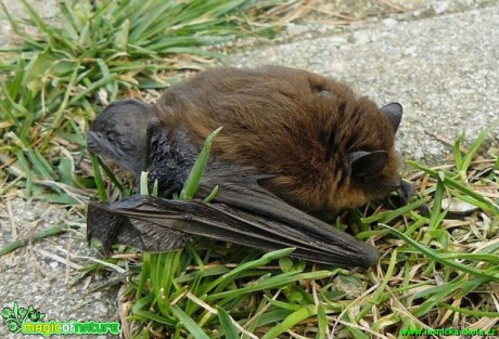 Netopýr hvízdavý - Pipistrellus pipistrellus  - Foto Pavel Stančík