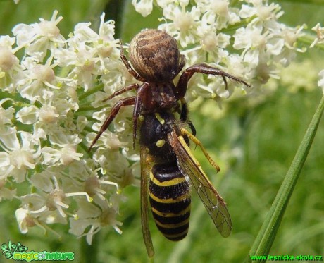 Velký lovec - Běžník obecný (Xysticus cristacus) a Vosík francouzský (Polistes gallicus)  - Foto Pavel Stančík