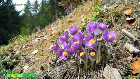 Koniklec otevřený - Pulsatilla patens - Foto Robert Kopecký (4)