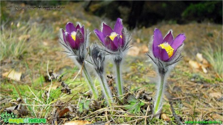 Koniklec otevřený - Pulsatilla patens - Foto Robert Kopecký (6)