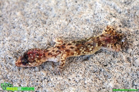 Gekon turecký - Hemidactylus turcicus - Foto Gerd Ritschel (1)