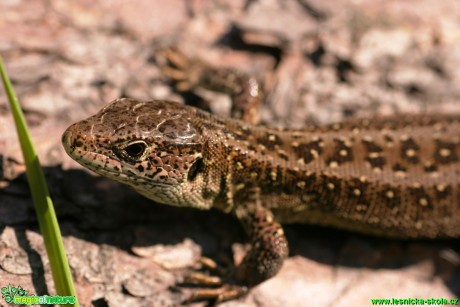 Ještěrka obecná - Lacerta agilis - Foto Gerd Ritschel (1)