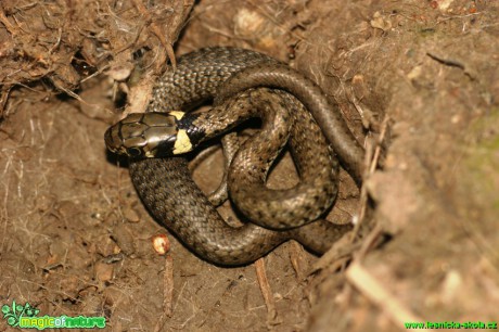 Užovka obojková - Natrix natrix - Foto Gerd Ritschel (1)