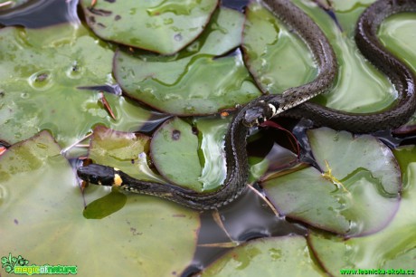 Užovka obojková - Natrix natrix - Foto Gerd Ritschel (8)