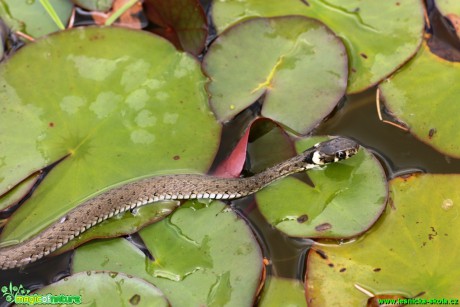 Užovka obojková - Natrix natrix - Foto Gerd Ritschel (9)