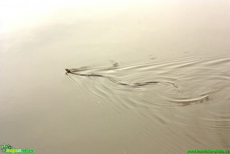 Užovka obojková - Natrix natrix - Foto Gerd Ritschel (11)