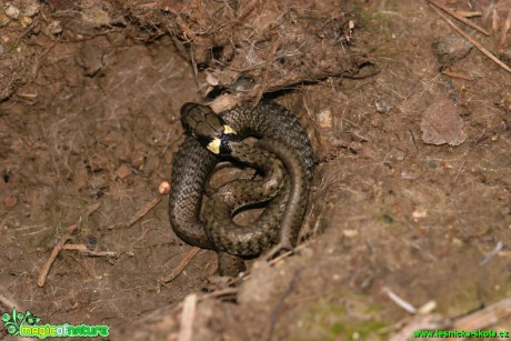 Užovka obojková - Natrix natrix - Foto Gerd Ritschel