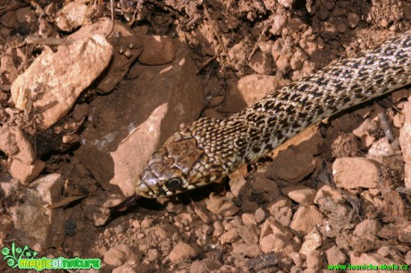 Užovka podplamatá - Natrix tessellata - Foto Gerd Ritschel (2)