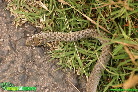 Užovka podplamatá - Natrix tessellata - Foto Gerd Ritschel