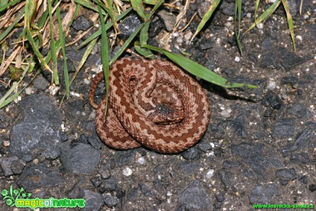 Zmije obecná - Vipera berus - Foto Gerd Ritschel (1)