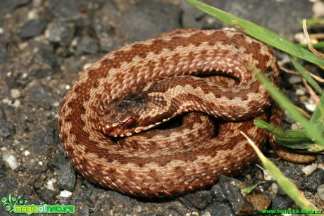 Zmije obecná - Vipera berus - Foto Gerd Ritschel (4)