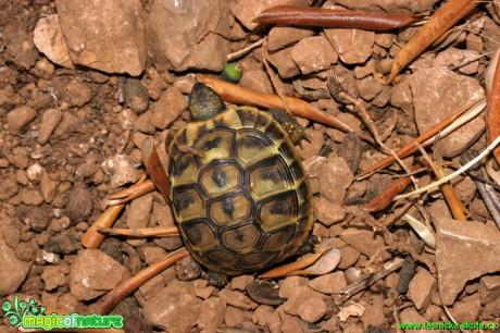 Želva Hermanova - Testudo hermanni - Foto Gerd Ritschel (1)