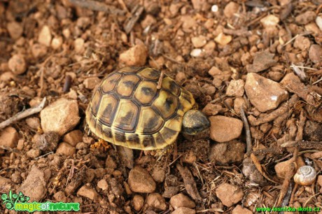 Želva Hermanova - Testudo hermanni - Foto Gerd Ritschel