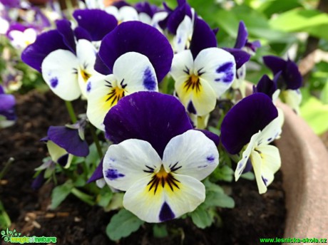 Maceška trojbarevná - Viola tricolor - Foto - Karel Kříž (2)
