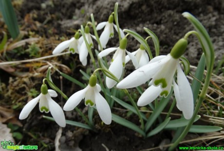 Sněženka předjarní - Galanthus nivalis - Fotot - Karel Kříž (2)