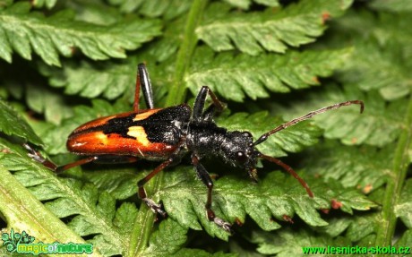 Tesařík dvojpásý - Rhagium bifasciatum - Foto G. Ritschel