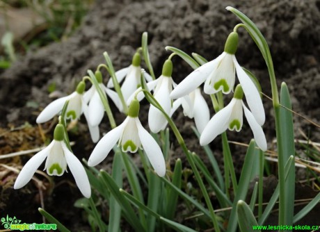 Sněženka předjarní - Galanthus nivalis - Fotot - Karel Kříž (3)