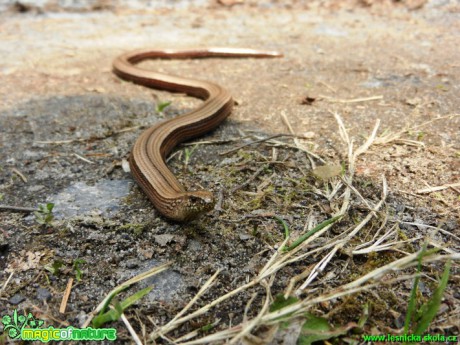 Slepýš křehký - Anguis fragilis - Foto Radka Cepková (1)