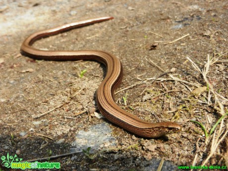 Slepýš křehký - Anguis fragilis - Foto Radka Cepková (2)