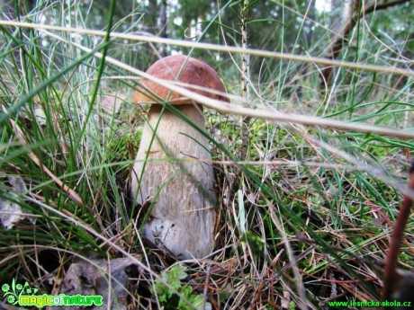 Hřib borový -  Boletus pinophilus - Foto Rasťo Salčík