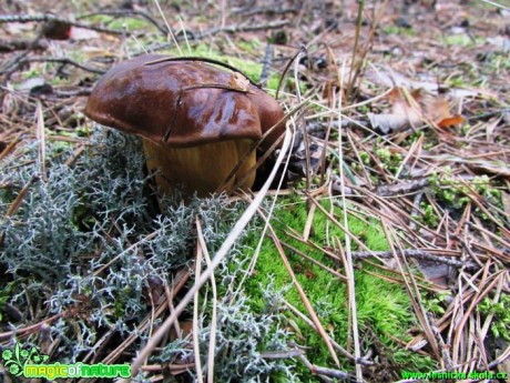 Hřib hnědý -  Boletus badius - Foto Rasťo Salčík (1)