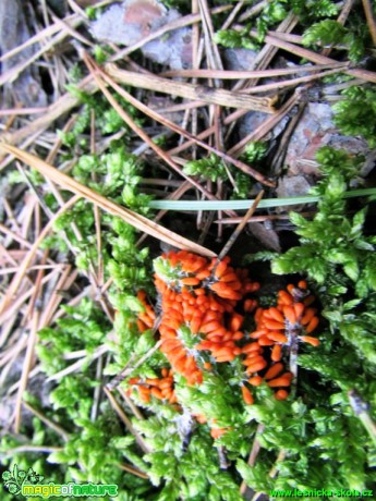 Lesklík křehký - Leocarpus fragilis - Foto Rasťo Salčík