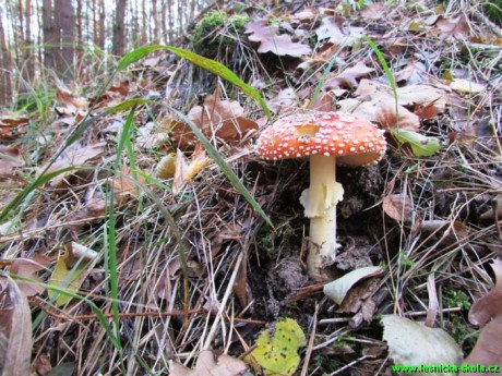 Muchomůrka červená - Amanita muscaria - Foto Rasťo Salčík (1)