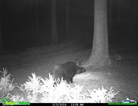 Prase divoké na krmelišti - Sus scrofa - Foto Jan Honzík