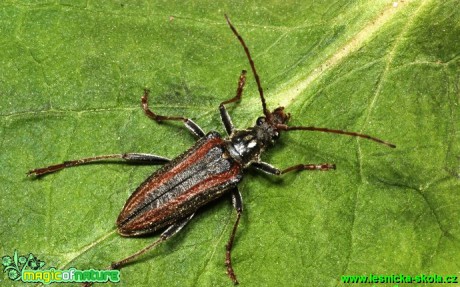 Tesařík rychlý - Oxymirus cursor - Foto G. Ritschel