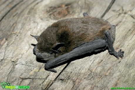 Netopýr hvízdavý - Pipistrellus pipistrellus - Foto Gerd Ritschel (2)