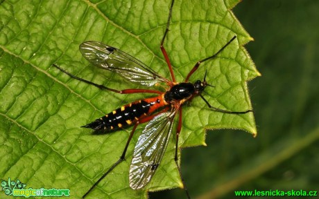 Tiplice - Dictenidia bimaculata - Foto G. Ritschel