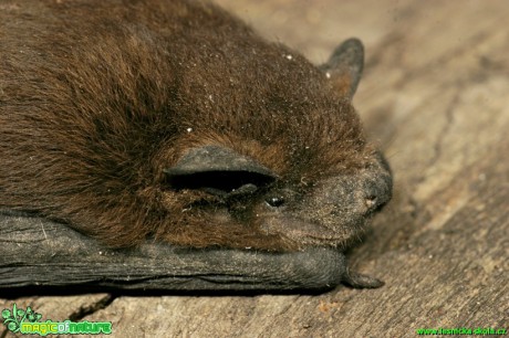 Netopýr hvízdavý - Pipistrellus pipistrellus - Foto Gerd Ritschel (4)