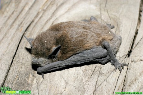 Netopýr hvízdavý - Pipistrellus pipistrellus - Foto Gerd Ritschel (5)