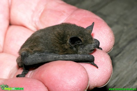 Netopýr hvízdavý - Pipistrellus pipistrellus - Foto Gerd Ritschel (6)