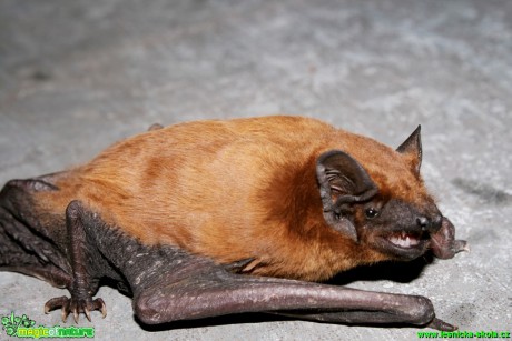 Netopýr rezavý - Nyctalus noctula - Foto Gerd Ritschel