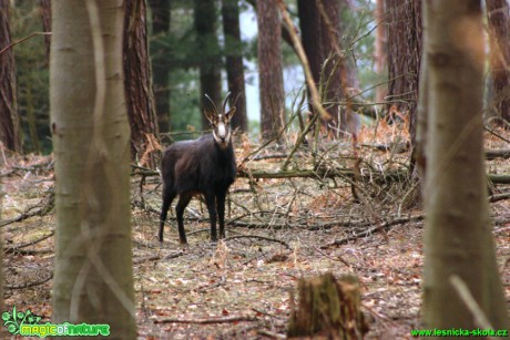 Kamzík horský - Rupicapra rupicapra - Foto Gerd Ritschel   (2)