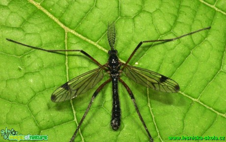 Tiplice - Tanyptera atrata - Foto G. Ritschel