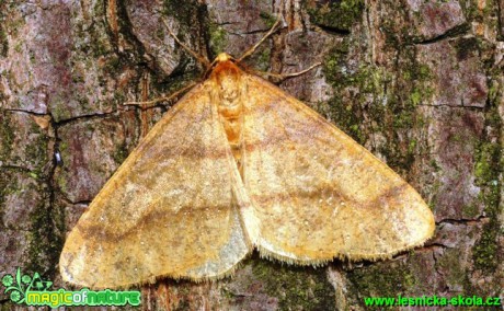 Tmavoskvrnáč zlatavý - Agriopis aurantiaria - Foto G. Ritschel