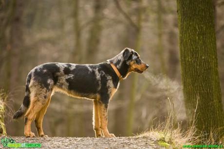 Focení psů - Foto Jiří Křivánek (10)