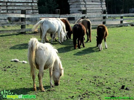 Koně a poníci - Foto Rasťo Salčík (1)