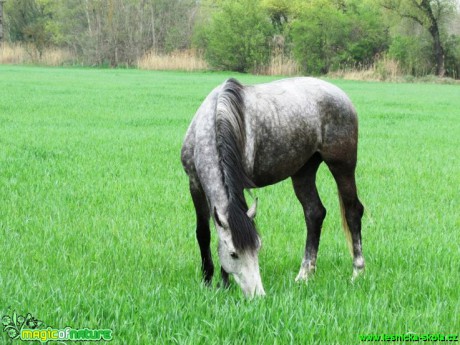 Koně a poníci - Foto Rasťo Salčík (7)