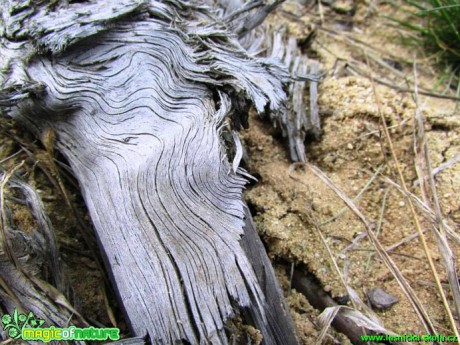 Struktura dřeva - Foto Rasťo Salčík (1)