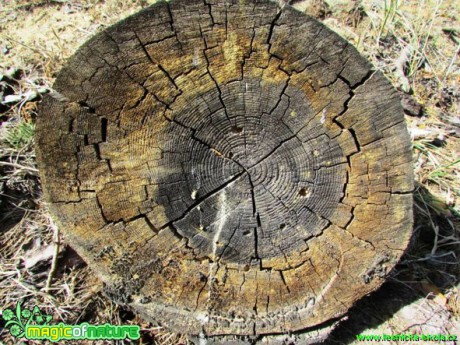 Struktura dřeva - Foto Rasťo Salčík (3)