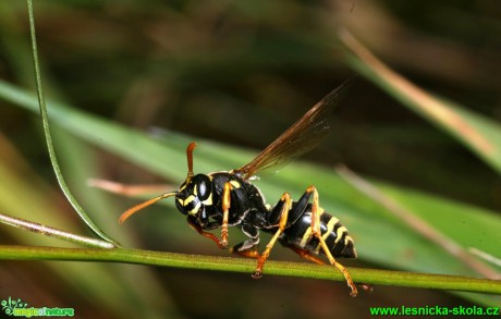 Vosík - Polistes bischoffi - Foto G. Ritschel