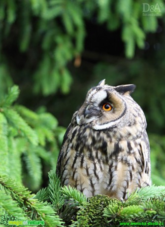 Kalous ušatý - Asio otus - Foto Petra Naimanová