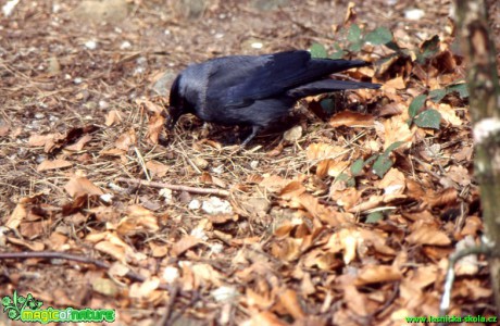 Kavka obecná - Corvus monedula - Foto Gerd Ritschel (1)