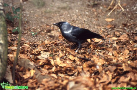 Kavka obecná - Corvus monedula - Foto Gerd Ritschel (2)