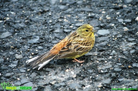 Strnad obecný - Emberiza citrinella - Foto Gerd Ritschel