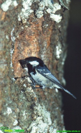 Sýkora uhelníček - Parus ater - Foto Gerd Ritschel (1)