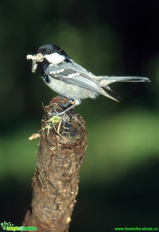 Sýkora uhelníček - Parus ater - Foto Gerd Ritschel (3)